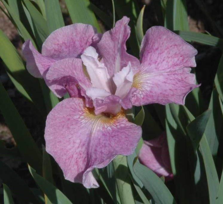 Photo of Siberian Iris (Iris 'Jack's Health') uploaded by Calif_Sue
