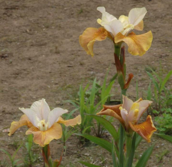 Photo of Siberian Iris (Iris 'Humors of Whiskey') uploaded by Calif_Sue