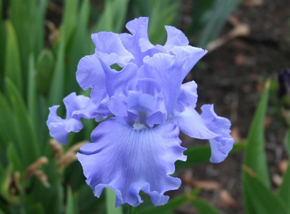 Photo of Tall Bearded Iris (Iris 'Dodger Blue') uploaded by KentPfeiffer
