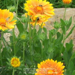 Location: My garden in Kentucky
Date: 2006-10-18
Next to 'Ellen's Blue' Butterfly Bush