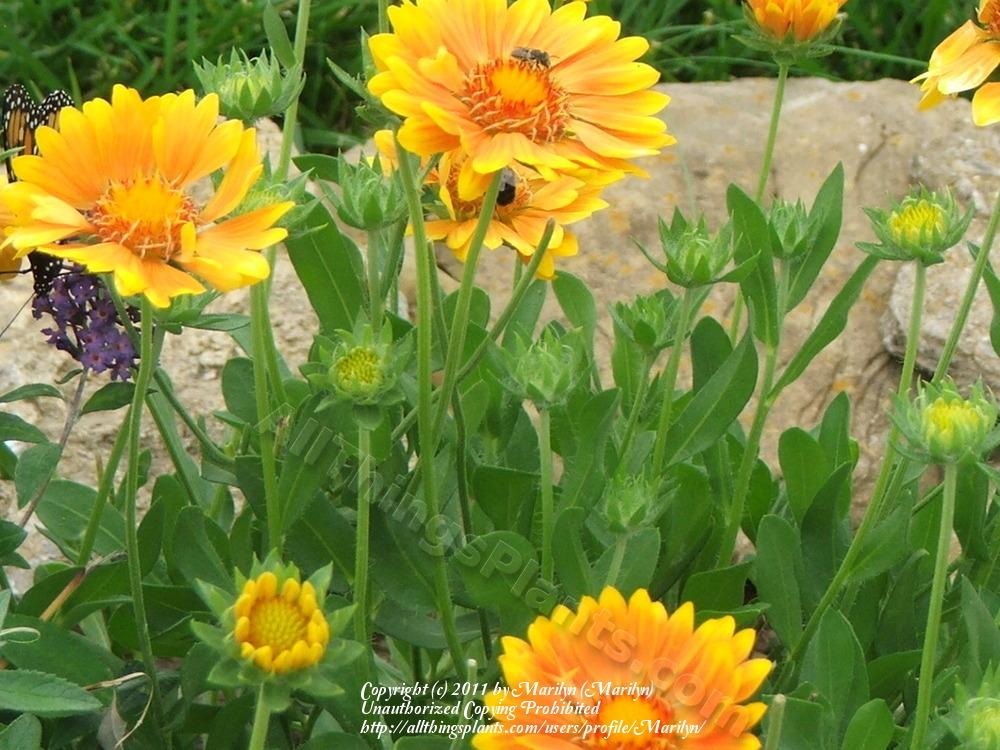 Photo of Blanket Flower (Gaillardia 'Oranges & Lemons') uploaded by Marilyn