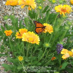 Location: My garden in Kentucky
Date: 2006-10-18
Next to 'Ellen's Blue' Butterfly Bush