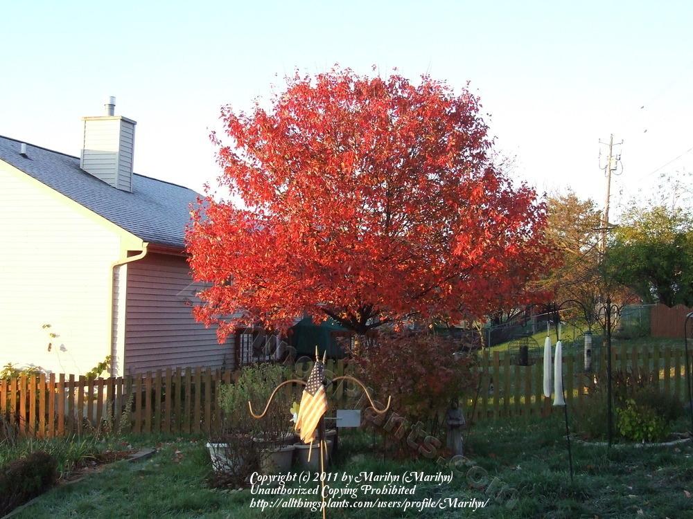 Photo of Red Maple (Acer rubrum Red Sunset®) uploaded by Marilyn