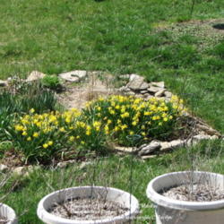 Location: My garden in Kentucky
Date: 2005-04-05