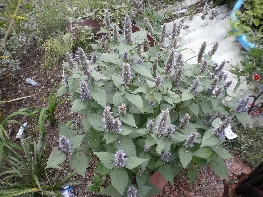 Photo of Anise Hyssop (Agastache 'Blue Fortune') uploaded by SongofJoy