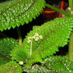 Location: At our home
Date: 2011-12-19
Flowers of the Moon Valley Pilea