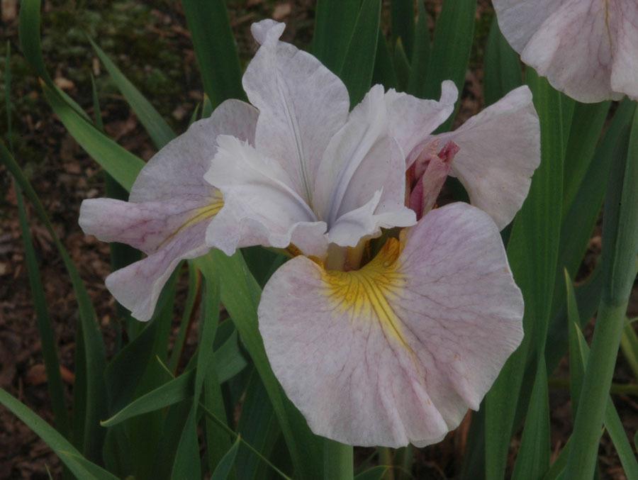 Photo of Siberian Iris (Iris 'Pretty Polly') uploaded by Calif_Sue