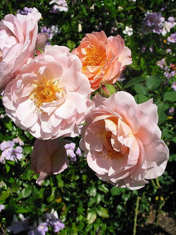 Photo of Rose (Rosa 'Belle Story') uploaded by Calif_Sue