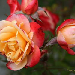 Location: San Jose Heritage Rose Garden
Date: 2007-10-16