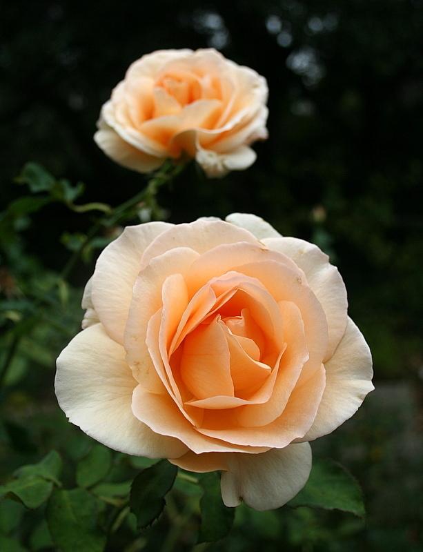 Photo of Rose (Rosa 'Apricot Nectar') uploaded by Calif_Sue