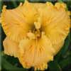 Photo courtesy of Lee Pickles, Chattanooga Daylilies