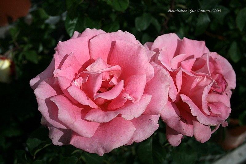 Photo of Rose (Rosa 'Bewitched') uploaded by Calif_Sue