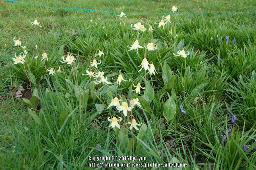 Photo of Oregon Fawn Lily (Erythronium oregonum) uploaded by valleylynn