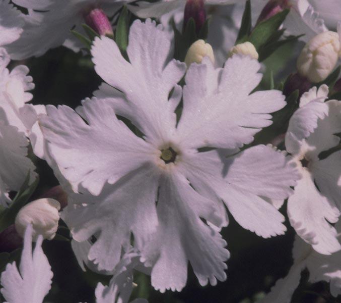 Photo of Primrose (Primula sieboldii 'Late Snow') uploaded by Calif_Sue