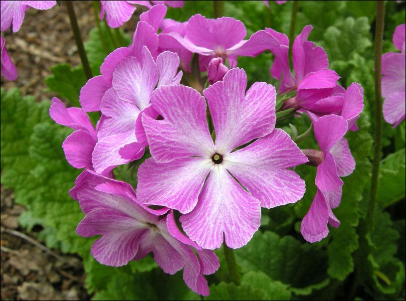 Photo of Primrose (Primula sieboldii 'Starlight') uploaded by Calif_Sue
