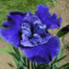 Photo courtesy of Joe Pye Weed's Garden  http://www.jpwflowers.co
