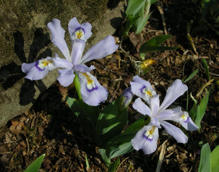 Photo of Species Iris (Iris cristata 'Powder Blue Giant') uploaded by Calif_Sue