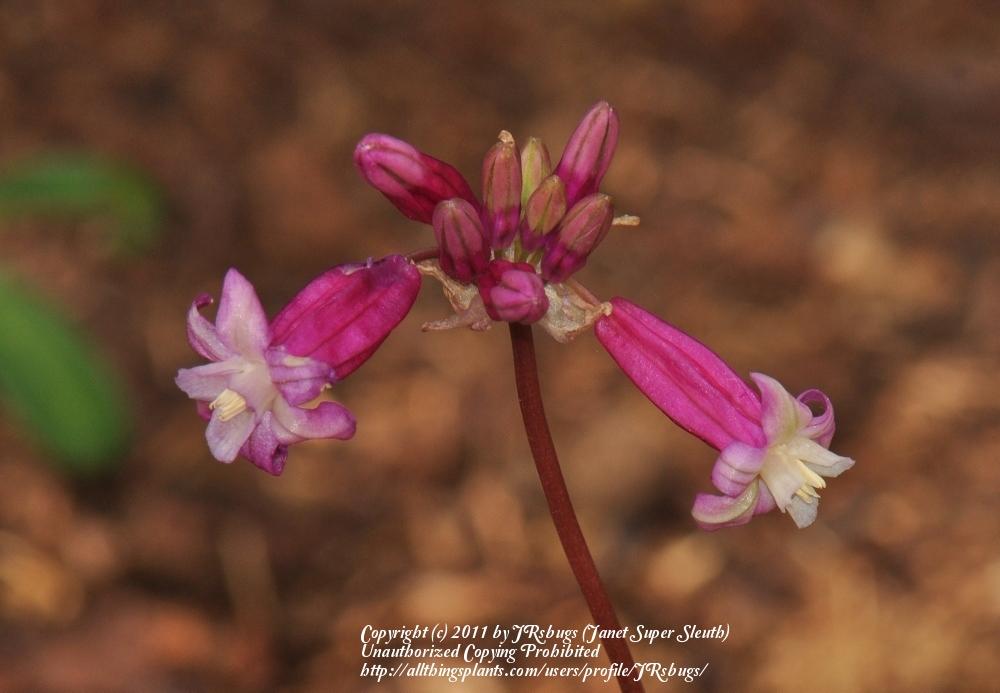 Photo of California Firecracker Flower (Dichelostemma ida-maia 'Pink Diamond') uploaded by JRsbugs