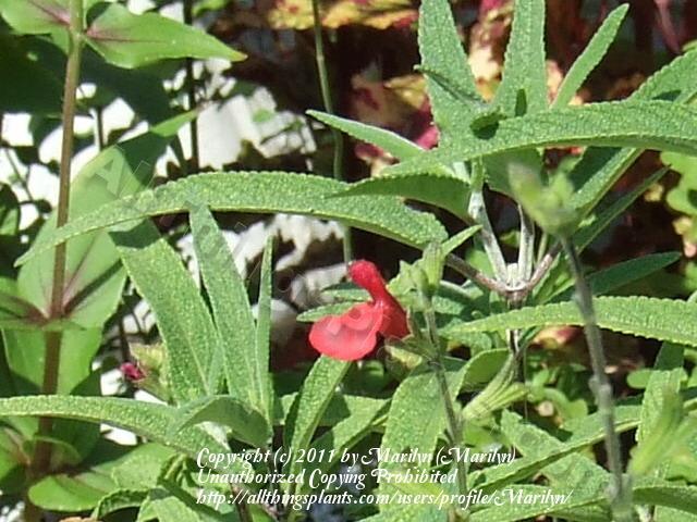 Photo of Baby Sage (Salvia microphylla 'Orange Door') uploaded by Marilyn