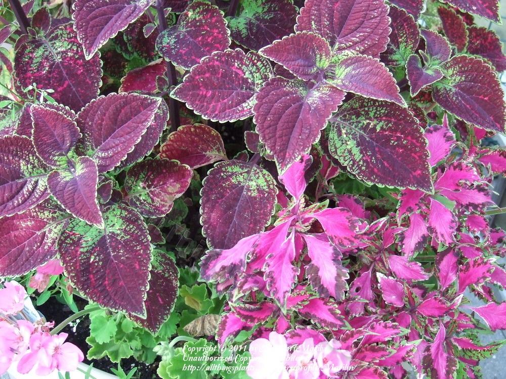 Photo of Coleus (Coleus scutellarioides 'Pink Chaos') uploaded by Marilyn