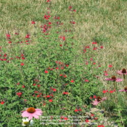 Location: My garden in Kentucky
Date: 2007-07-16
8:03 am