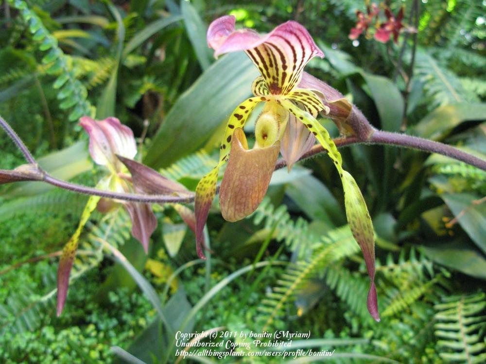 Photo of Slipper Orchid (Paphiopedilum) uploaded by bonitin