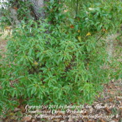 Location: zone 8/9 Lake City, Fl.
Date: 2011-12-17
Young plant about 6' tall