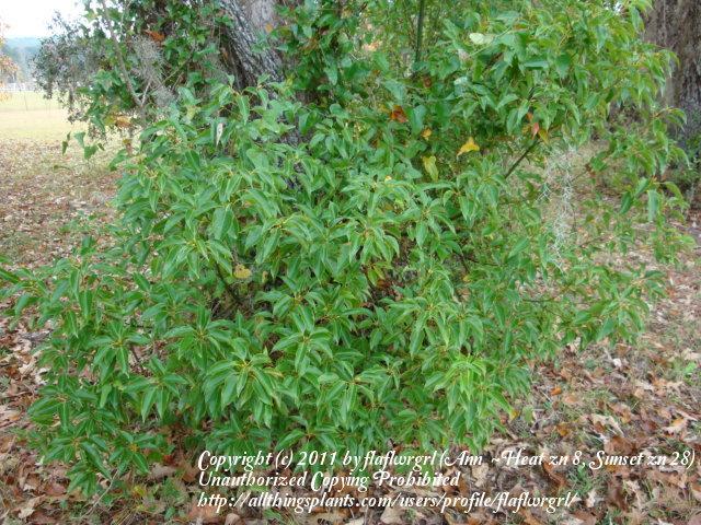 Photo of Camphor Tree (Cinnamomum camphora) uploaded by flaflwrgrl