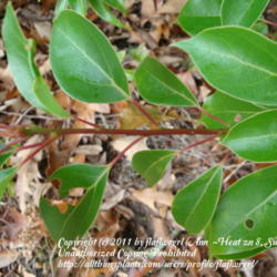 Location: zone 8/9 Lake City, Fl.
Date: 2011-12-17
sometimes when young the stems have a reddish coloration - this i