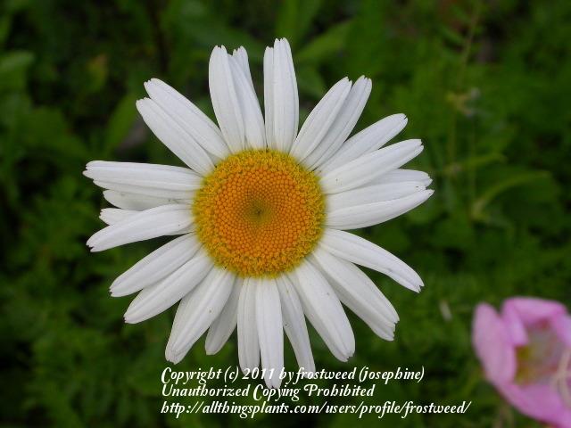 Photo of Oxeye Daisy (Leucanthemum vulgare) uploaded by frostweed