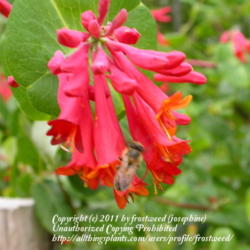 Location: Molly Hollar Wildscape Arlington, Texas.
Date: Spring 2010
The lovely flowers attract hummers.