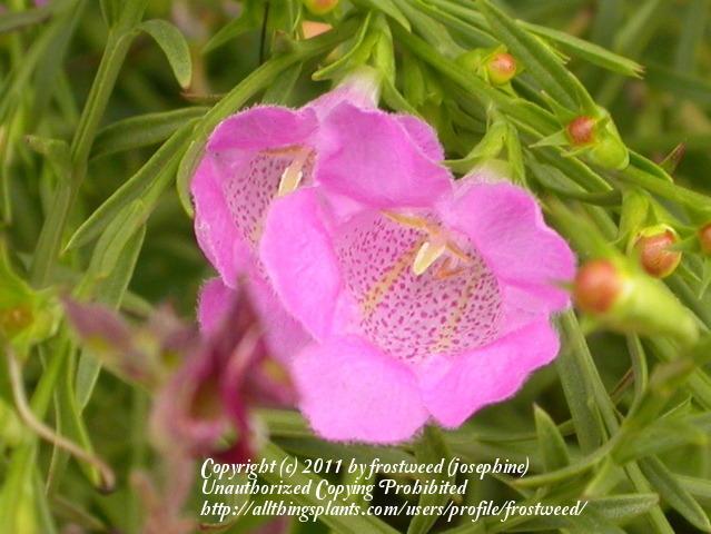 Photo of Prairie Agalinis (Agalinis heterophylla) uploaded by frostweed