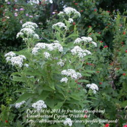 Location: My yard in Arlington, Texas.
Date: Summer 2010
This plant is a must have for the butterfly garden.