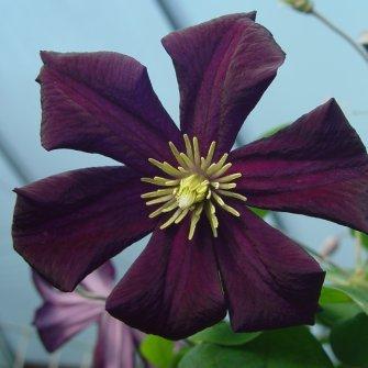 Photo of Clematis 'Romantika' uploaded by goldfinch4