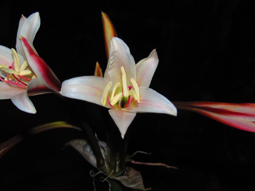 Photo of Crinums (Crinum) uploaded by jmorth