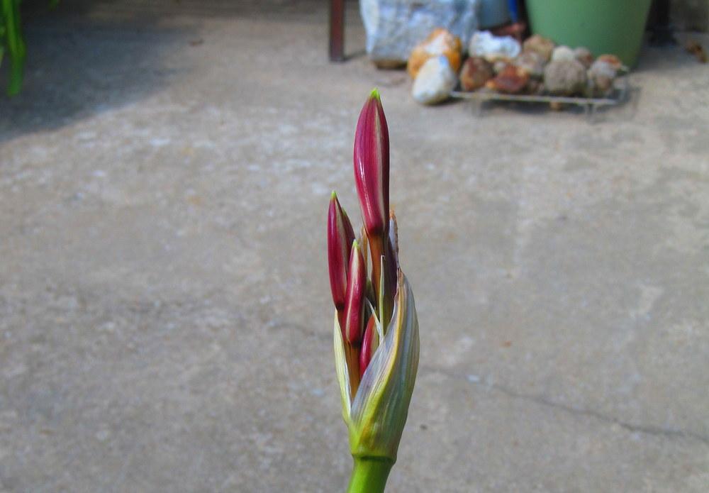 Photo of Crinums (Crinum) uploaded by jmorth