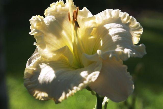 Photo of Daylily (Hemerocallis 'Lacy All Over') uploaded by vic