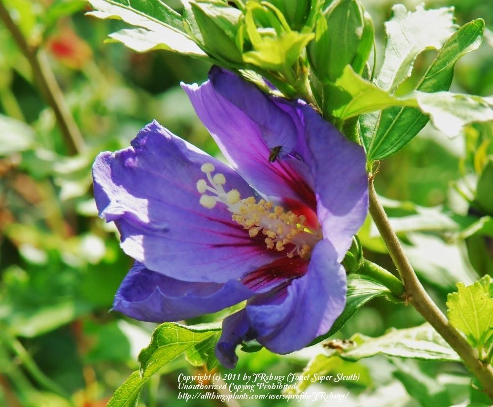 Photo of Rose of Sharon (Hibiscus syriacus 'Oiseau Bleu') uploaded by JRsbugs