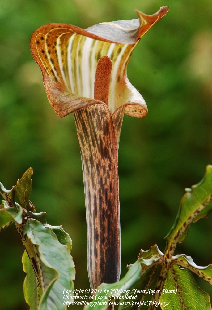 Photo of Cobra Lily (Arisaema nepenthoides) uploaded by JRsbugs