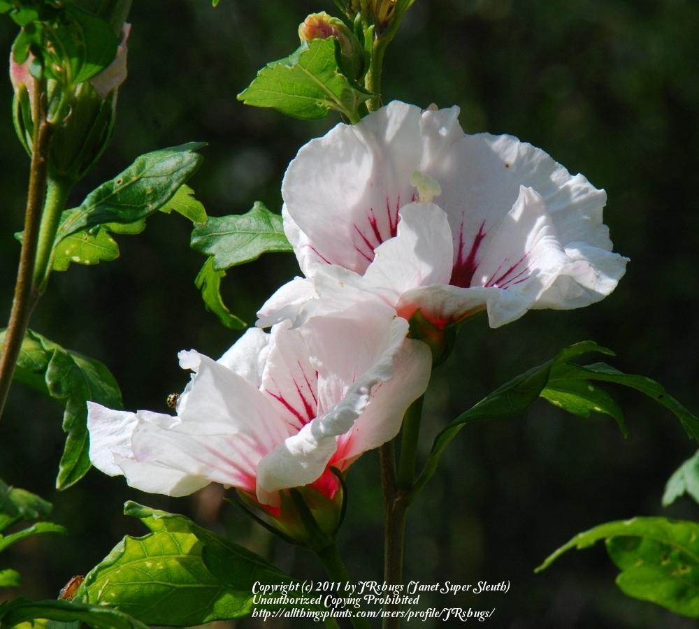 Photo of Rose of Sharon (Hibiscus syriacus 'Red Heart') uploaded by JRsbugs