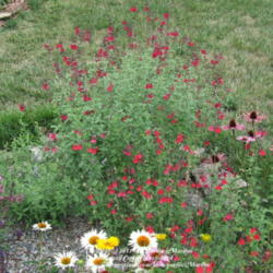 Location: My garden in Kentucky
Date: 2007-07-28
Upper portion of pic