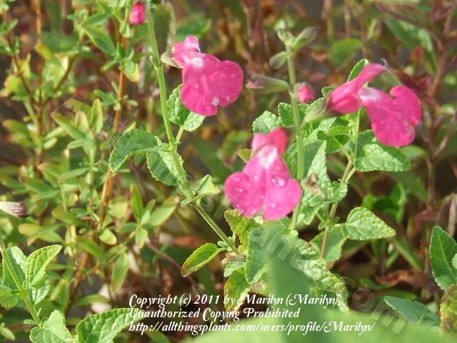 Photo of Baby Sage (Salvia microphylla 'Wild Watermelon') uploaded by Marilyn
