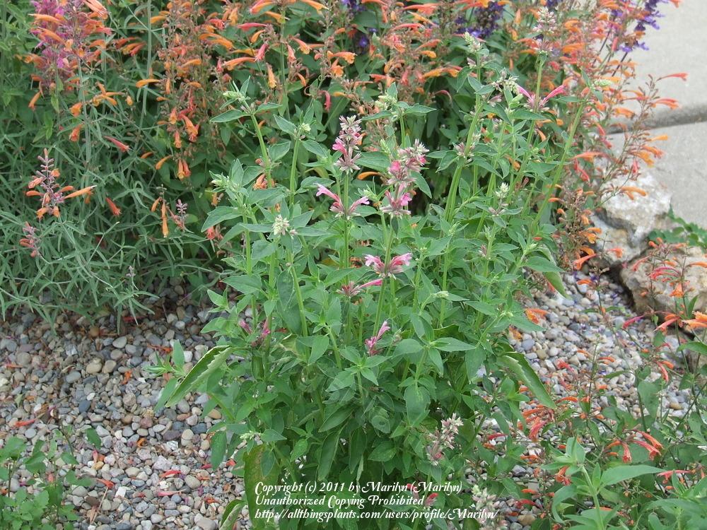 Photo of Agastache (Agastache mexicana 'Red Fortune') uploaded by Marilyn