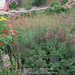 Location: My garden in Kentucky
Date: 2007-07-28
Lower right of pic