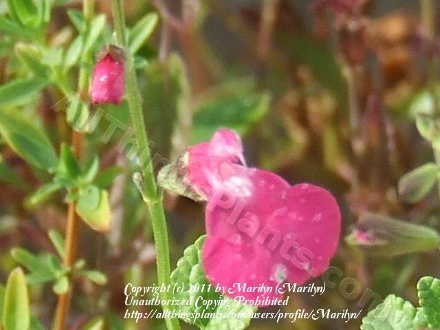 Photo of Baby Sage (Salvia microphylla 'Wild Watermelon') uploaded by Marilyn
