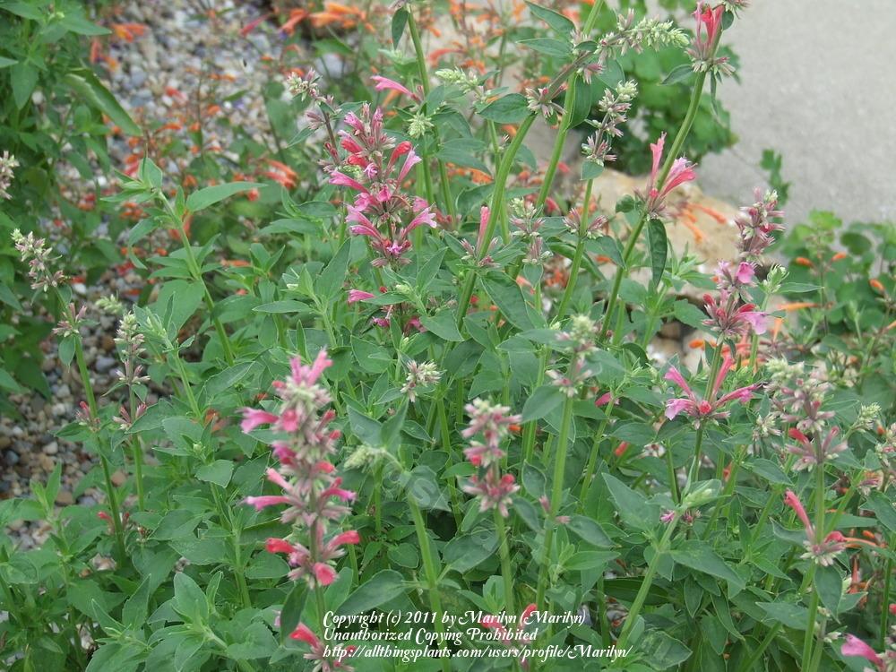 Photo of Agastache (Agastache mexicana 'Red Fortune') uploaded by Marilyn