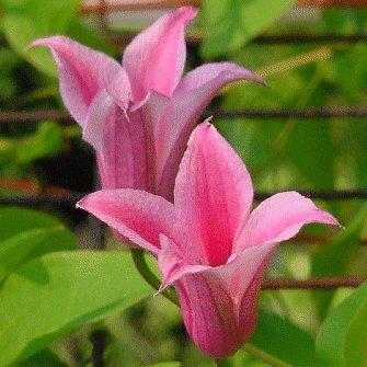 Photo of Clematis (Clematis texensis 'Duchess of Albany') uploaded by goldfinch4