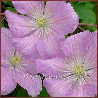 Photo of Clematis 'Comtesse de Bouchaud' uploaded by goldfinch4