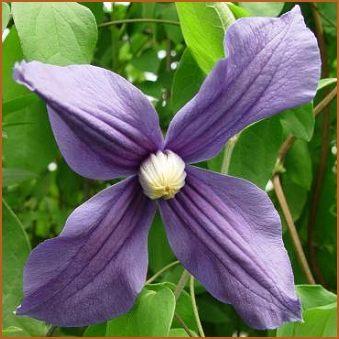 Photo of Clematis (Clematis durandii) uploaded by goldfinch4