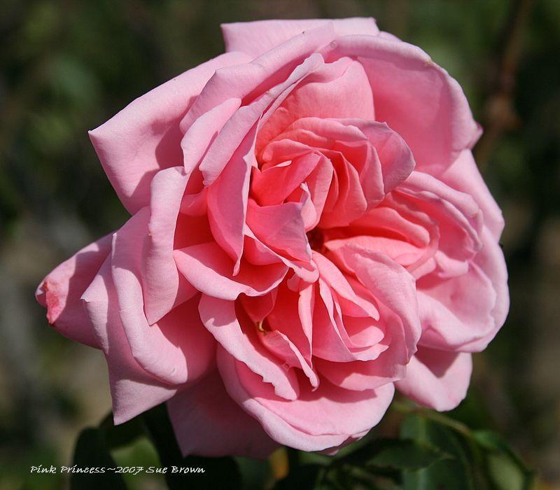 Photo of Rose (Rosa 'Pink Princess') uploaded by Calif_Sue